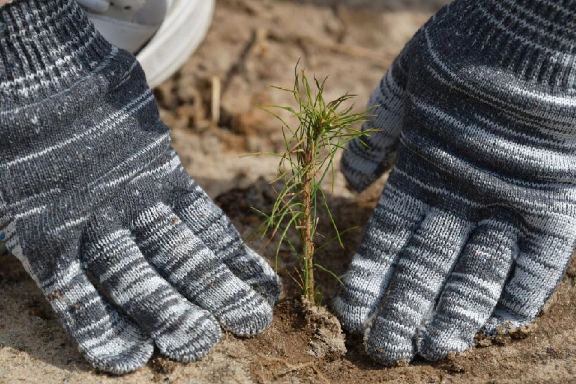 Изображение для &laquo;Сад памяти&raquo;: тамбовские активисты высадили 9 тысяч молодых сосен 