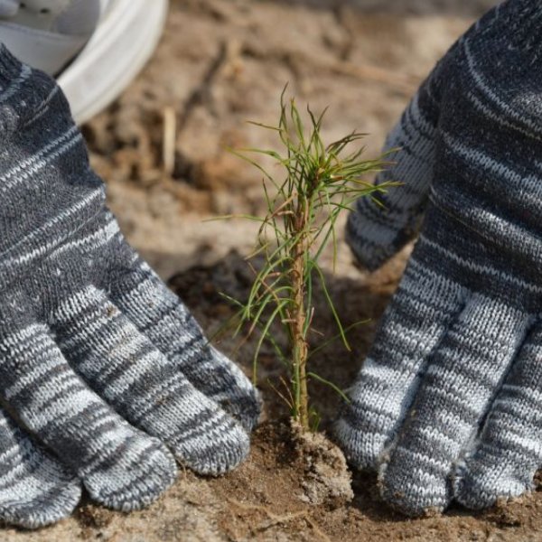 &laquo;Сад памяти&raquo;: тамбовские активисты высадили 9 тысяч молодых сосен 