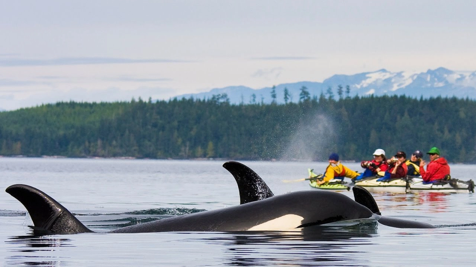 Лучшие лагеря мира: знакомство с природой и биологические исследования в Whale Сompass Camp