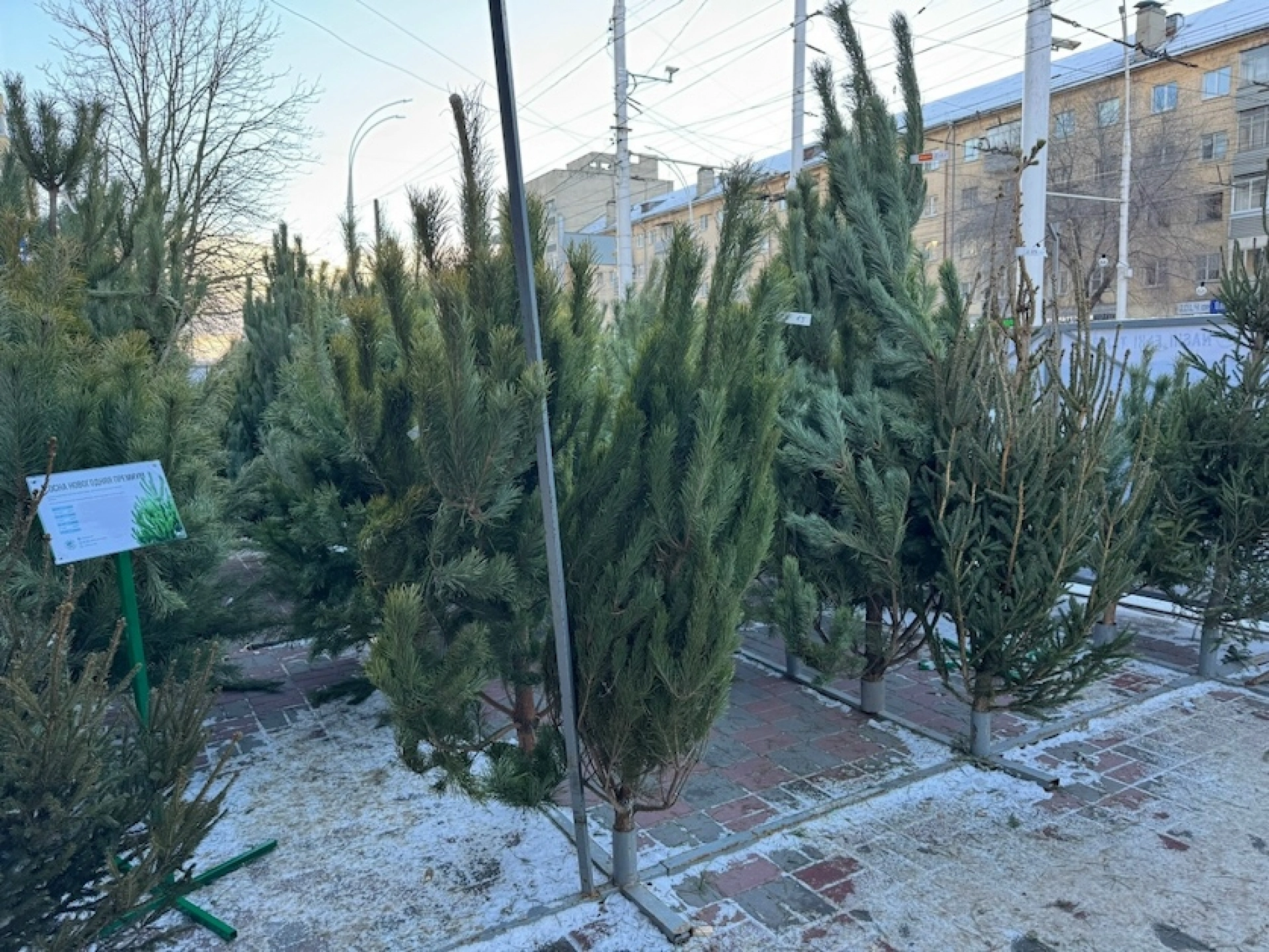 В Тамбове открылись первые ёлочные базары