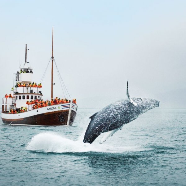 Лучшие лагеря мира: знакомство с природой и биологические исследования в Whale Сompass Camp