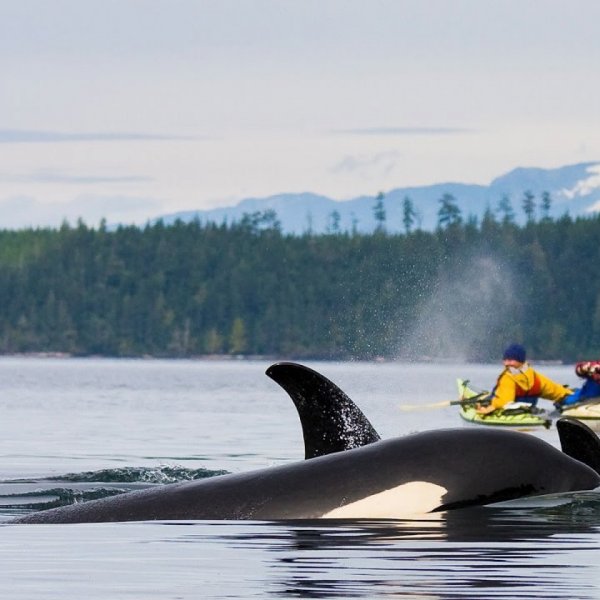 Лучшие лагеря мира: знакомство с природой и биологические исследования в Whale Сompass Camp