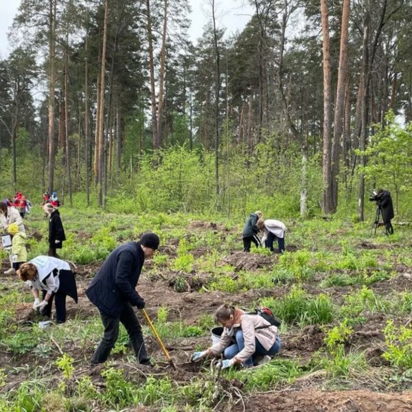 В рамках акции «Сад памяти» тамбовчане высадят почти 150 тысяч деревьев