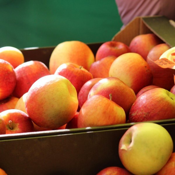 Дайджест мероприятий: что посетить на выходных в Тамбове и области?