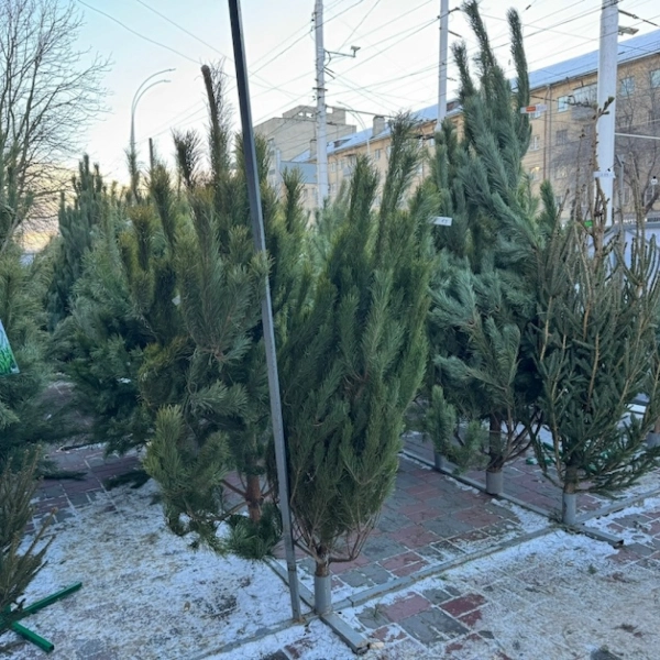 В Тамбове открылись первые ёлочные базары