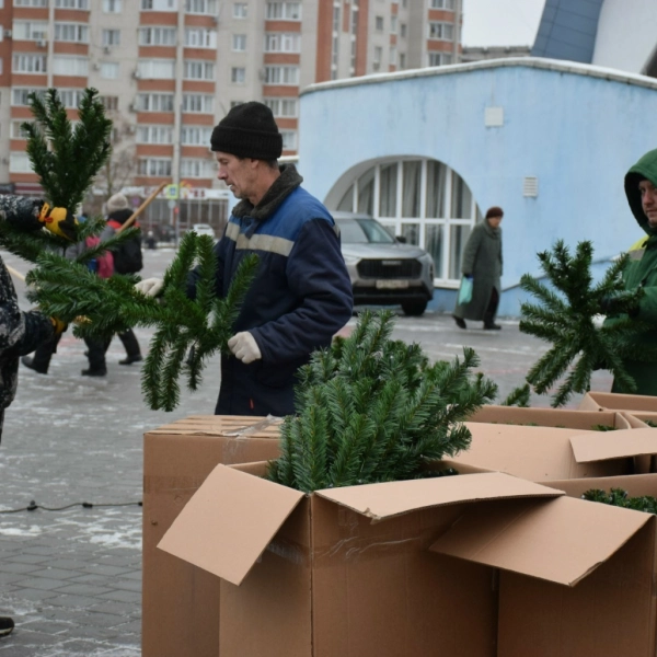 В Тамбове начали устанавливать новогодние ели на главных площадках