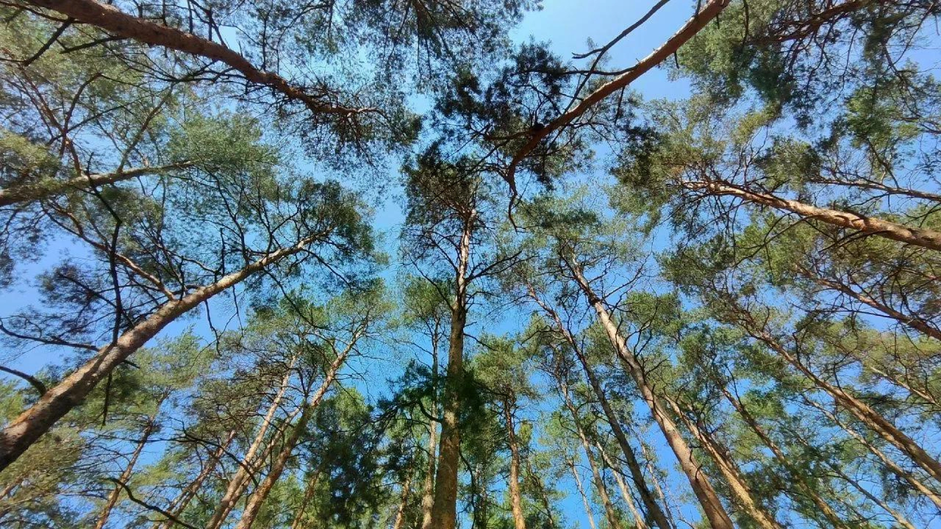 Изображение для Следующее изображение