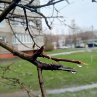 Вера Коняхина